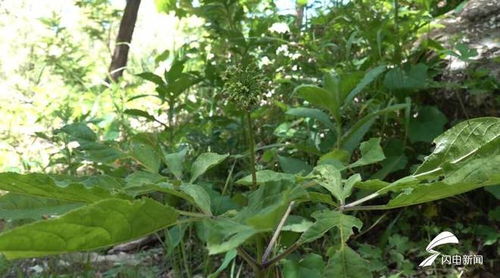 濰坊人參生態種植蓬勃發展，產品創新助力中醫藥產業升級