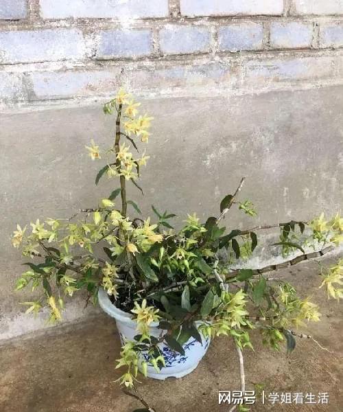 陽臺綠植新風尚 自種人參靈芝石斛與西洋參，養生健康觸手可及