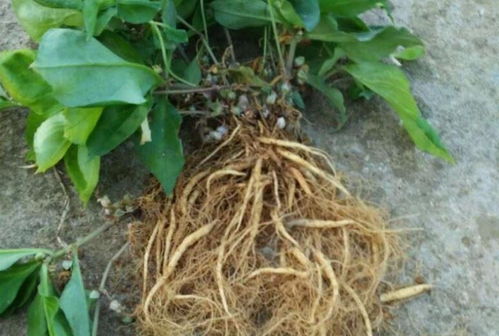 四葉參 市場價值高昂，農民種植意愿為何低迷？