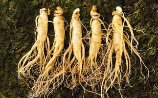 盤點中華九大仙草 還魂草上榜，慈禧太后長壽秘訣的黑參