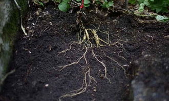 種植人參，做好這五步，可保證高產優質黑參產品