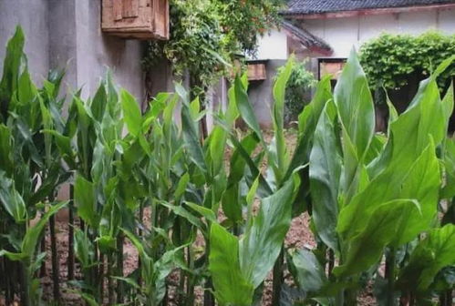 田間珍寶 地上酷似生姜、營養堪比人參的野生野菜